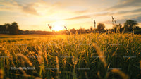 Golden Hour Over a Tranquil Grass Field at Sunset