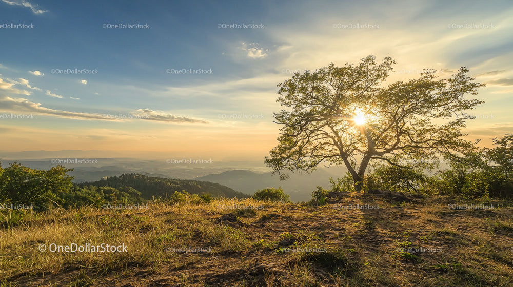 Beautiful Sunset Landscape with Silhouetted Tree