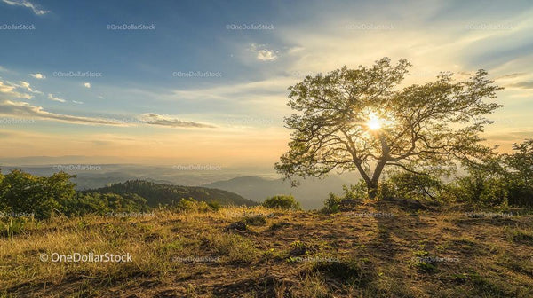 Beautiful Sunset Landscape with Silhouetted Tree