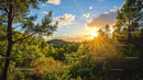 Golden Sun Rays Over Verdant Forest at Sunset