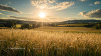 Sunset Over Golden Wheat Fields in Rural Countryside