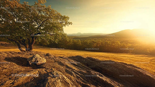Tranquil Sunset Over Rustic Countryside with Tree and Hills