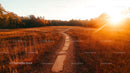 Scenic Autumn Pathway During Golden Hour
