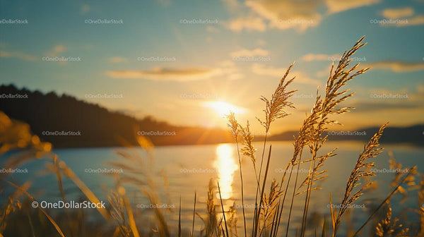 Golden Sunset Over Serene Lake with Grassy foreground
