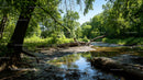 Lush Green Forest with Tranquil Stream on a Sunny Day