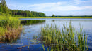 Tranquil Lake with Reeds and Lush Green Forest