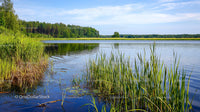 Tranquil Lake with Reeds and Lush Green Forest
