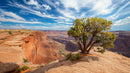 Vibrant Canyon Scene with Lush Green Tree and Blue Sky