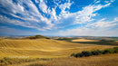 Expansive Golden Wheat Fields Under Vibrant Blue Sky