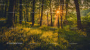 Sunset Sunbeams Through Enchanting Forest