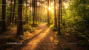 Golden Sunlight Filtering Through Tranquil Forest Path