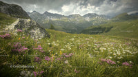 Alpine Meadow with Wildflowers and Majestic Mountains