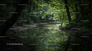 Tranquil River with Lush Green Foliage in Pristine Forest