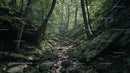 Majestic Forest Path with Lush Greenery and Sunlit Trail