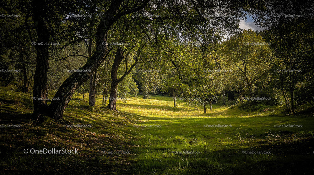Serene Woodland Meadow with Sunlit Greenery