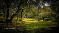 Serene Woodland Meadow with Sunlit Greenery