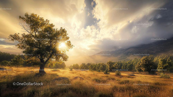 Golden Sunset Over Serene Countryside with Lone Tree
