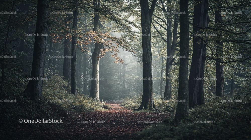 Misty Forest Pathway with Autumn Leaves and Sunbeams