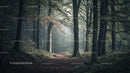 Misty Forest Pathway with Autumn Leaves and Sunbeams