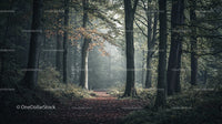 Misty Forest Pathway with Autumn Leaves and Sunbeams