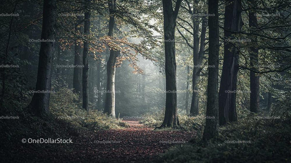 Mglista Leśna Ścieżka z Jesiennymi Liśćmi i Promieniami Słońca