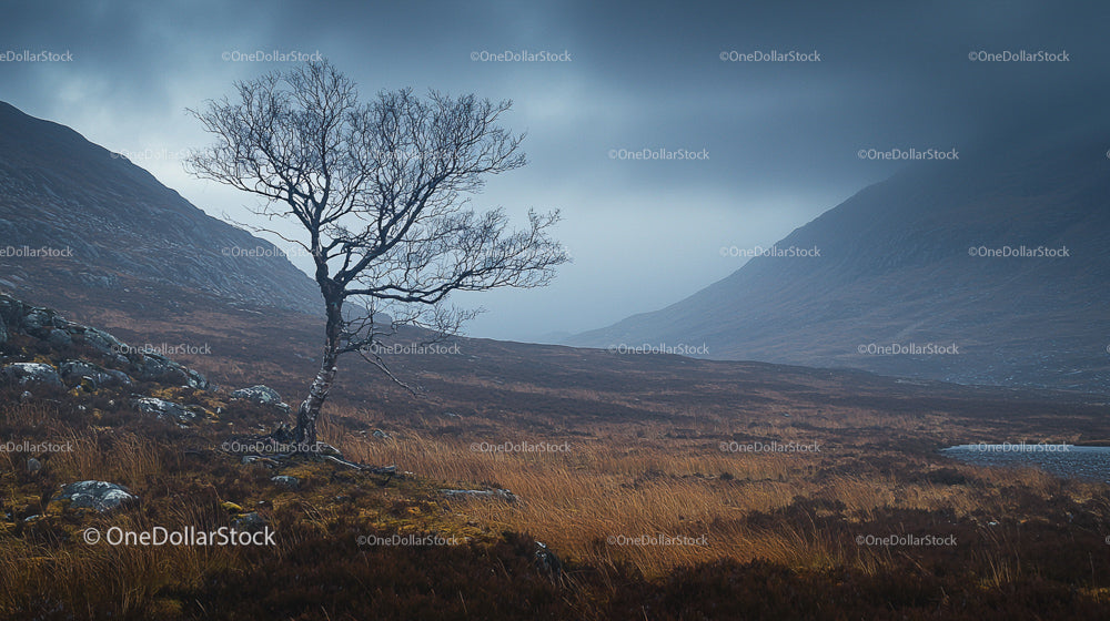 Lone Tree in Misty Highland Landscape with Overcast Sky