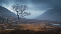Lone Tree in Misty Highland Landscape with Overcast Sky