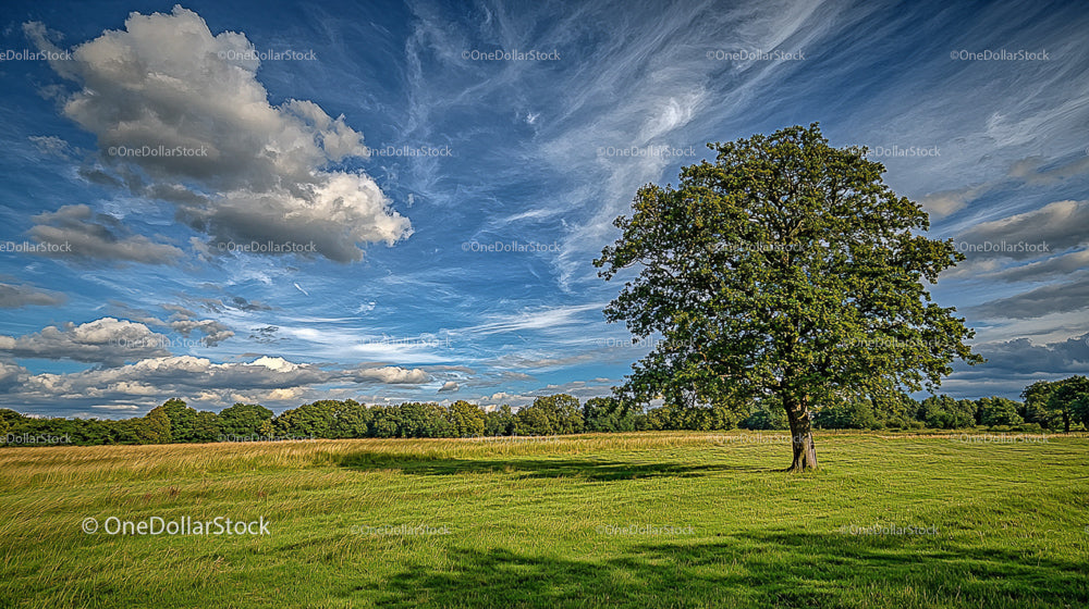Lone Oak Tree on a Sunny Day Under Blue Skies