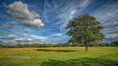 Lone Oak Tree on a Sunny Day Under Blue Skies