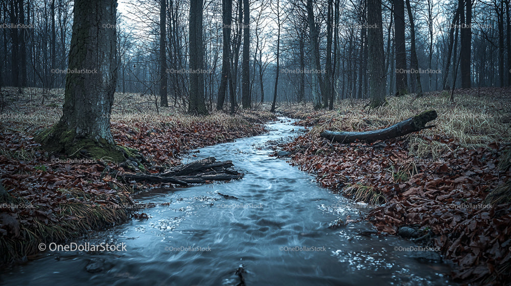 Serene Woodland Stream Flowing Through Autumn Forest