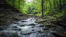 Tranquil Stream Flowing Through Lush Forest Scenery