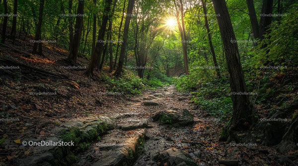 Sunlit Forest Path with Lush Greenery in Tranquil Woods