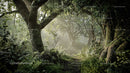 Sunlit Path Through Enchanting Forest with Lush Greenery