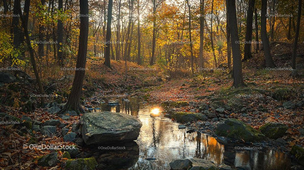 Spokojny jesienny las z refleksyjnym strumieniem
