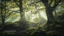 Enchanting Woodland with Sunlit Trees and Lush Greenery