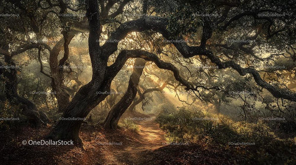 Sunlight Illuminates Enchanted Forest Pathway