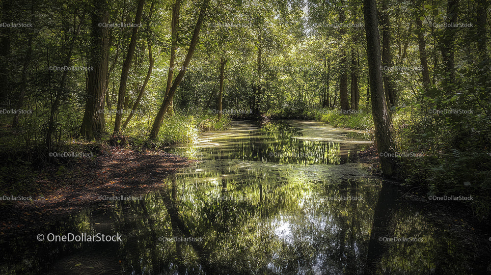 Serene Forest Stream Reflecting Lush Green Foliage