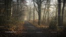 Misty Forest Path with Bare Trees and Autumn Leaves