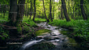 Serene Forest Stream Flowing Through Lush Greenery