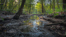 Tranquil Forest Stream with Lush Greenery and Sunlit Path