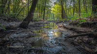 Tranquil Forest Stream with Lush Greenery and Sunlit Path