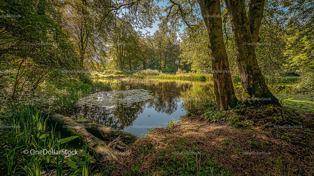 Peaceful Forest Pond Surrounded by Lush Greenery