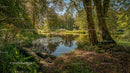 Peaceful Forest Pond Surrounded by Lush Greenery