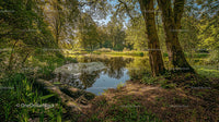Peaceful Forest Pond Surrounded by Lush Greenery
