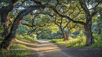 Serene Forest Path Under Majestic Oak Trees