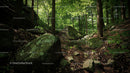 Mossy Rocks and Sunlit Forest Path in Lush Greenery