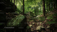 Mossy Rocks and Sunlit Forest Path in Lush Greenery