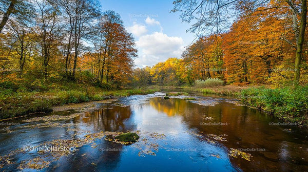 Spokojna rzeka z żywą jesienną roślinnością