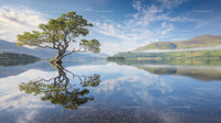 Solitary Tree Reflecting in Tranquil Mountain Lake