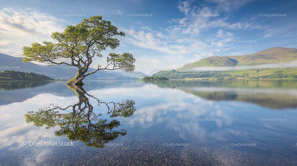 Solitary Tree Reflecting in Tranquil Mountain Lake